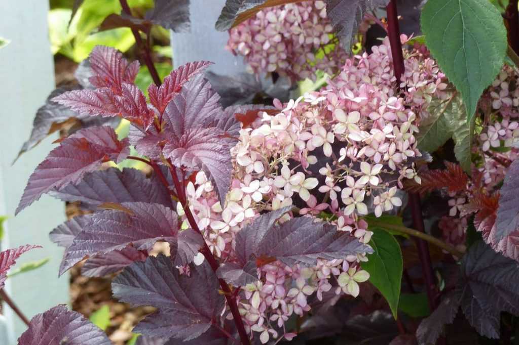 physocarpus : idées pour l'associer au jardin