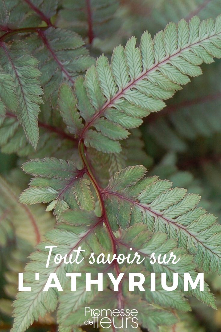 Athyrium, fougère femelle