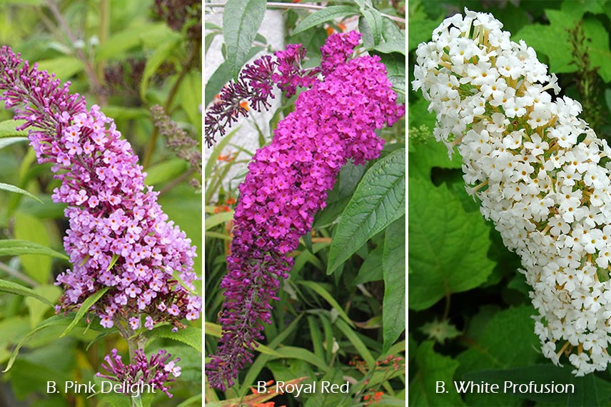 Buddleia, buddleja, arbre à papillons, Pink Delight, Royal Red, White Profusion