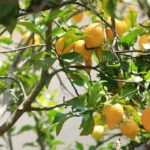 Les maladies et parasites du citronnier