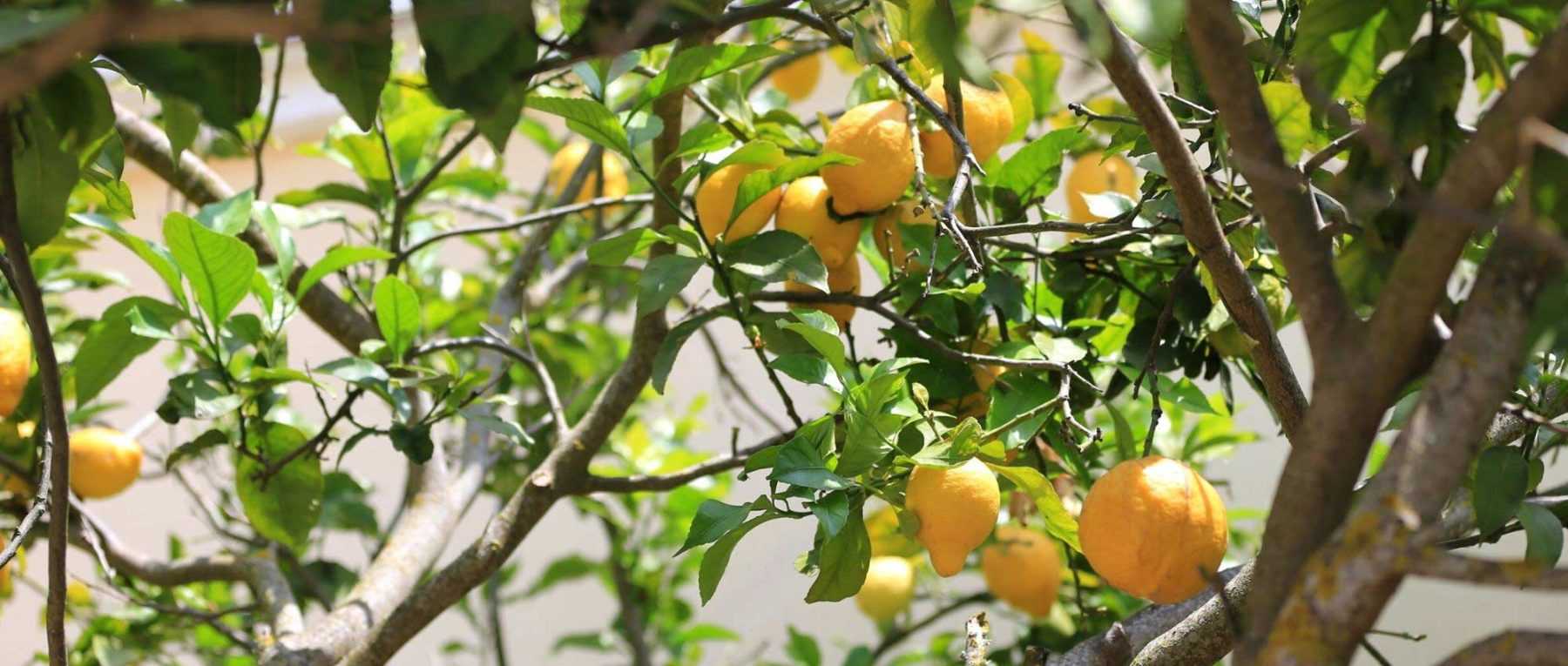 Pourquoi les feuilles de mon citronnier jaunissent-elles ?