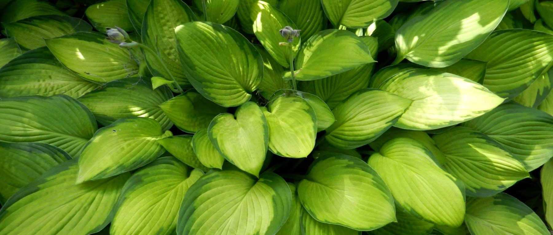 Hostas : 7 idées d’associations réussies