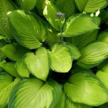 Hostas : 7 idées d’associations réussies