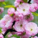 6 Prunus à floraison hivernale