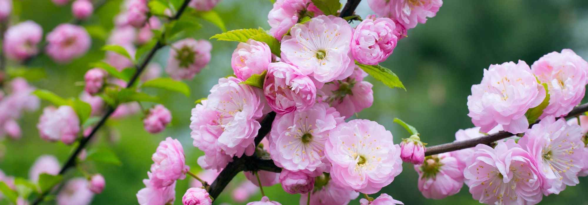 6 Prunus à floraison hivernale