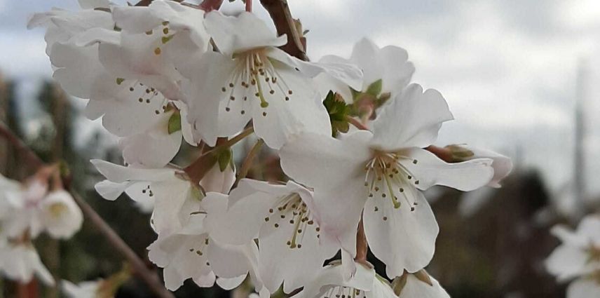 cerisier à floraison hivernale