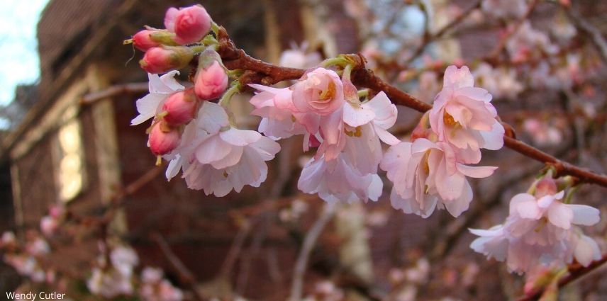 Prunus subhirtella Autumnalis Rosea