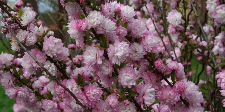 Prunus triloba