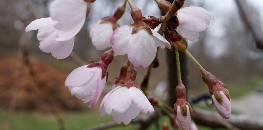 Prunus yedoensis