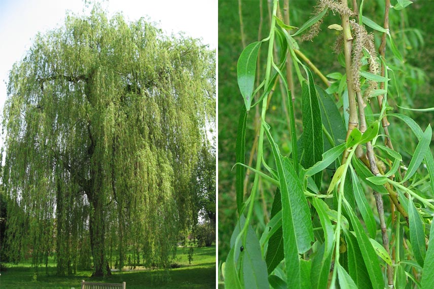 Saule blanc pleureur, saule pleureur, Salix alba tristis