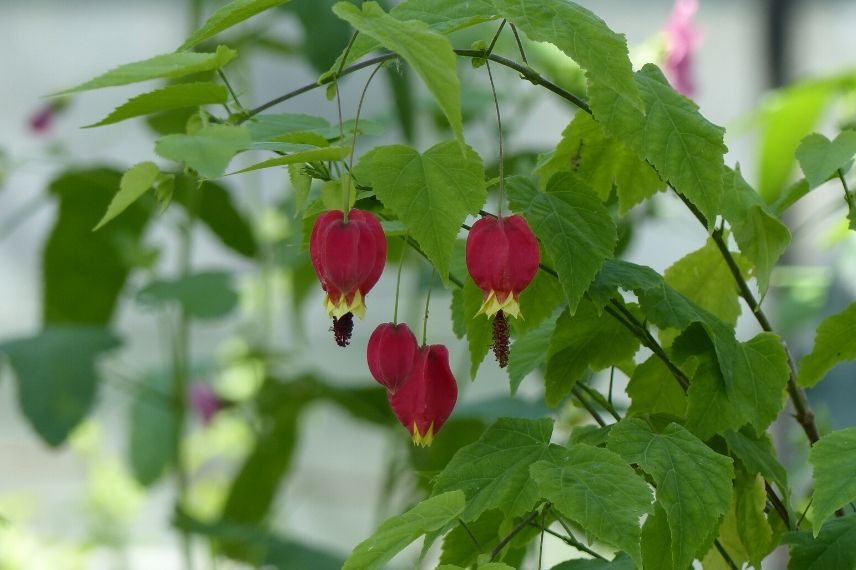 protéger l'abutilon en hiver