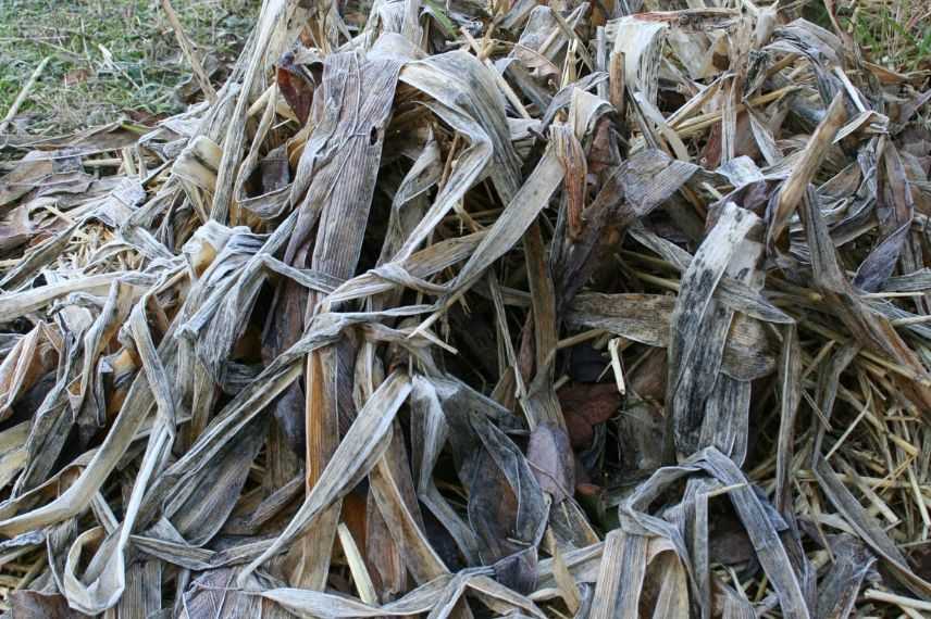 Comment protéger les agapanthes pour l'hiver ?