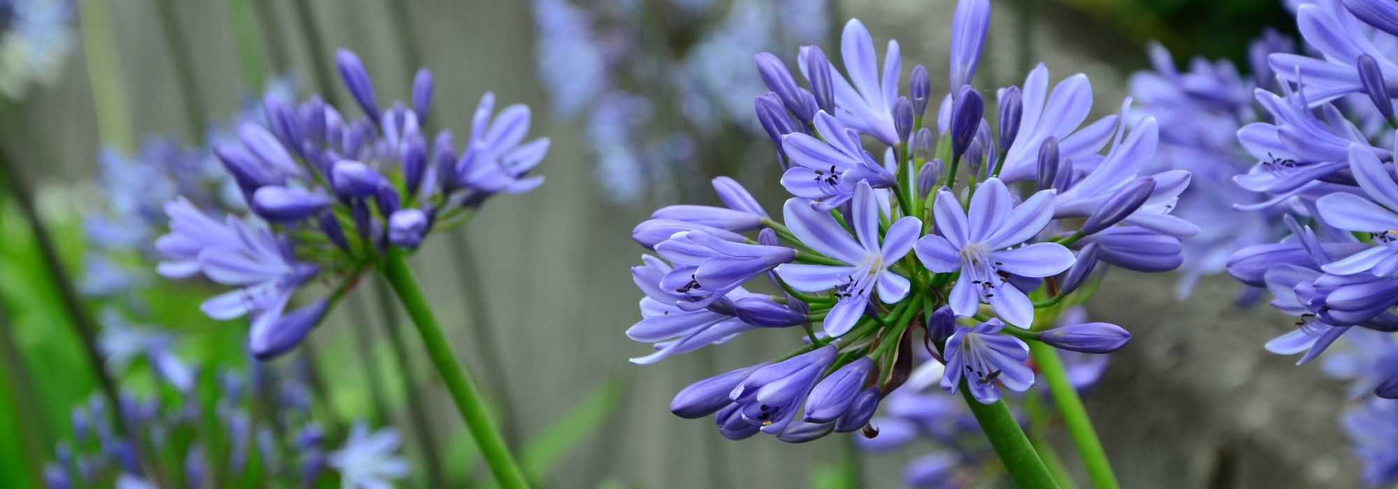 Comment protéger les agapanthes pour l'hiver ?