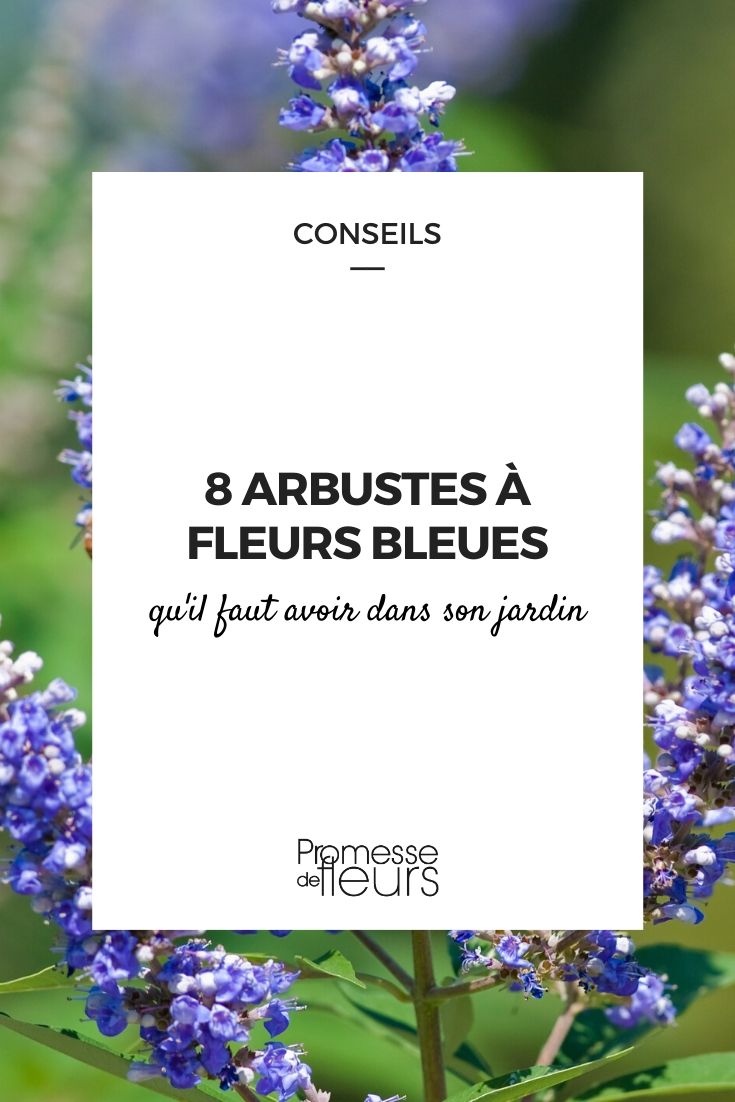 arbustes à fleurs bleues