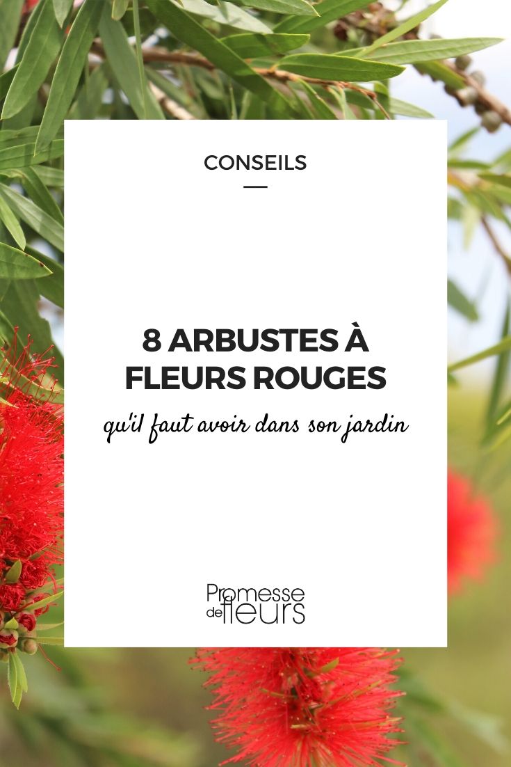 Arbustes à fleurs rouges : les indispensables