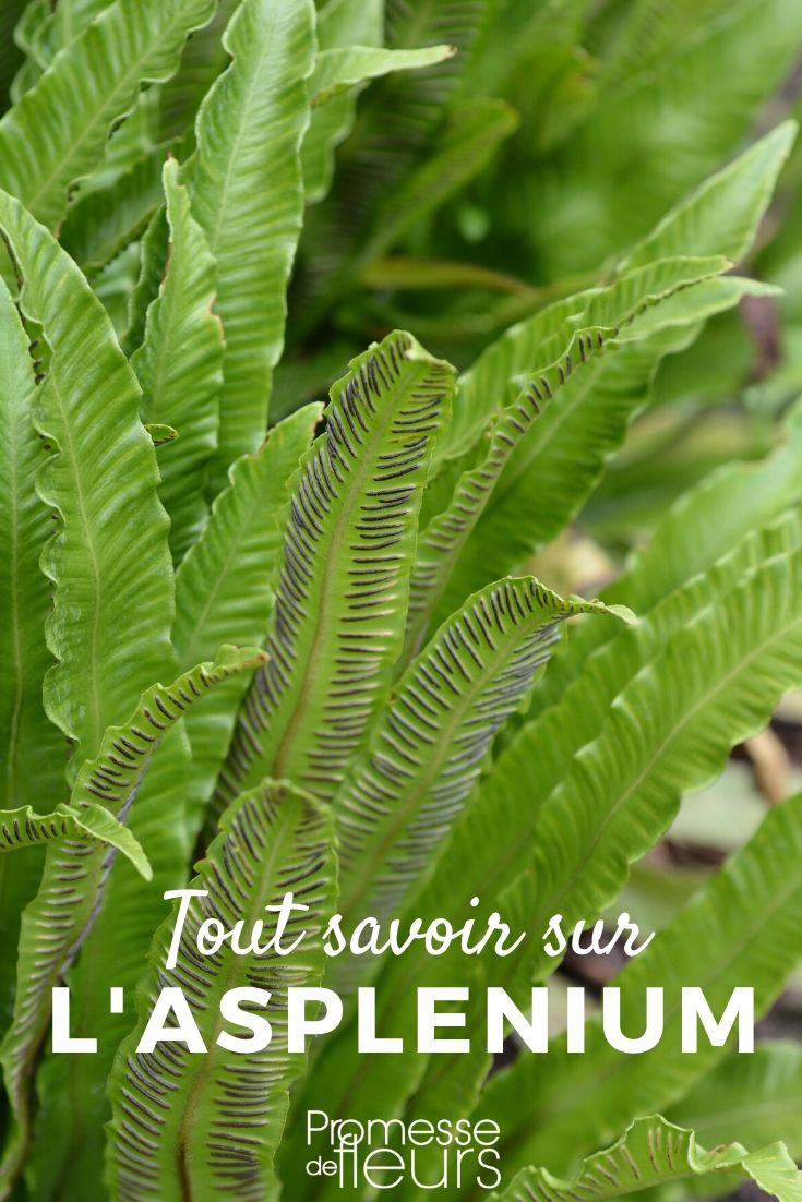 Asplenium - fougère