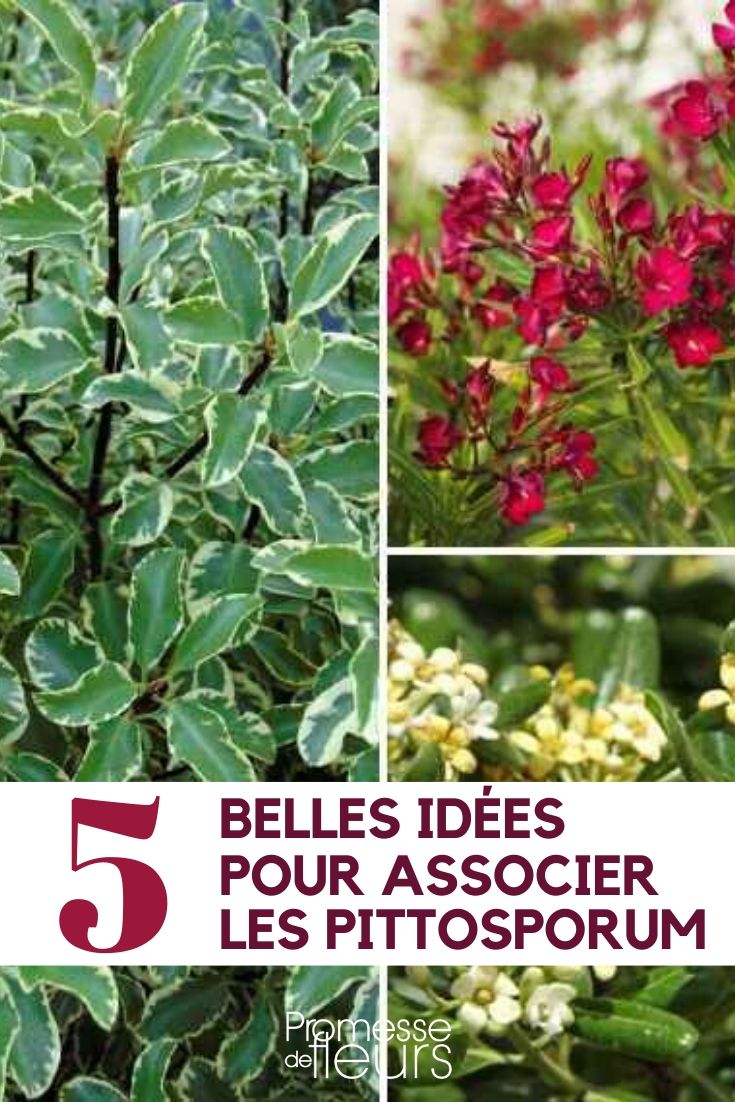 pittosporum : idées d'association