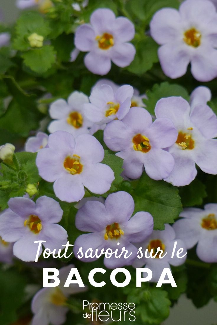 bacopa tout savoir