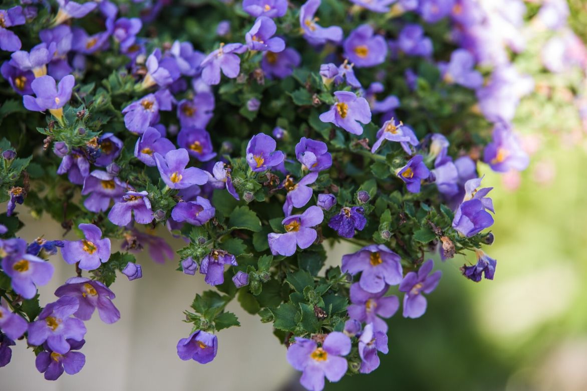 bacopa