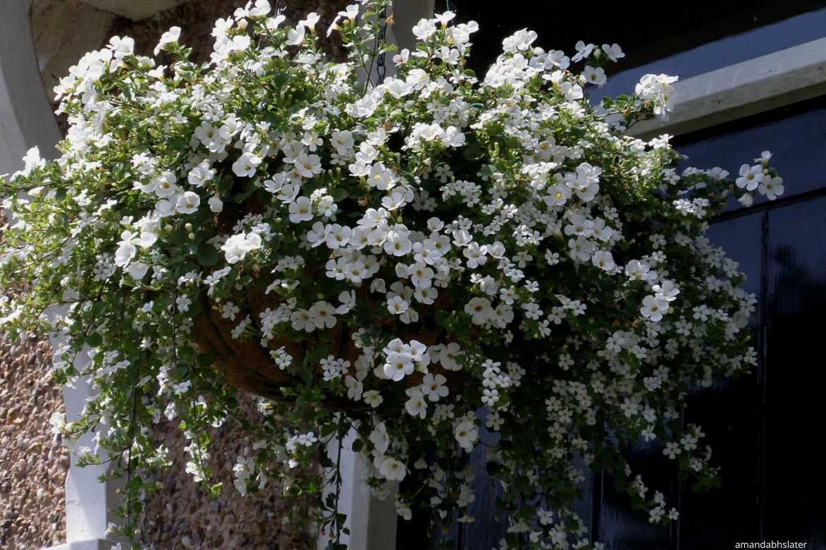 bacopa