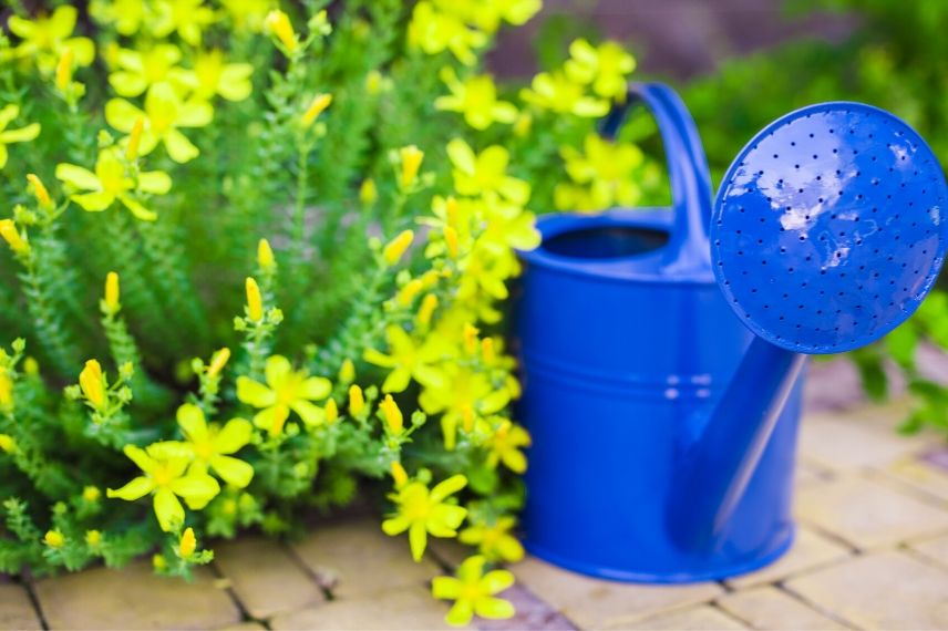 arrosage jardin