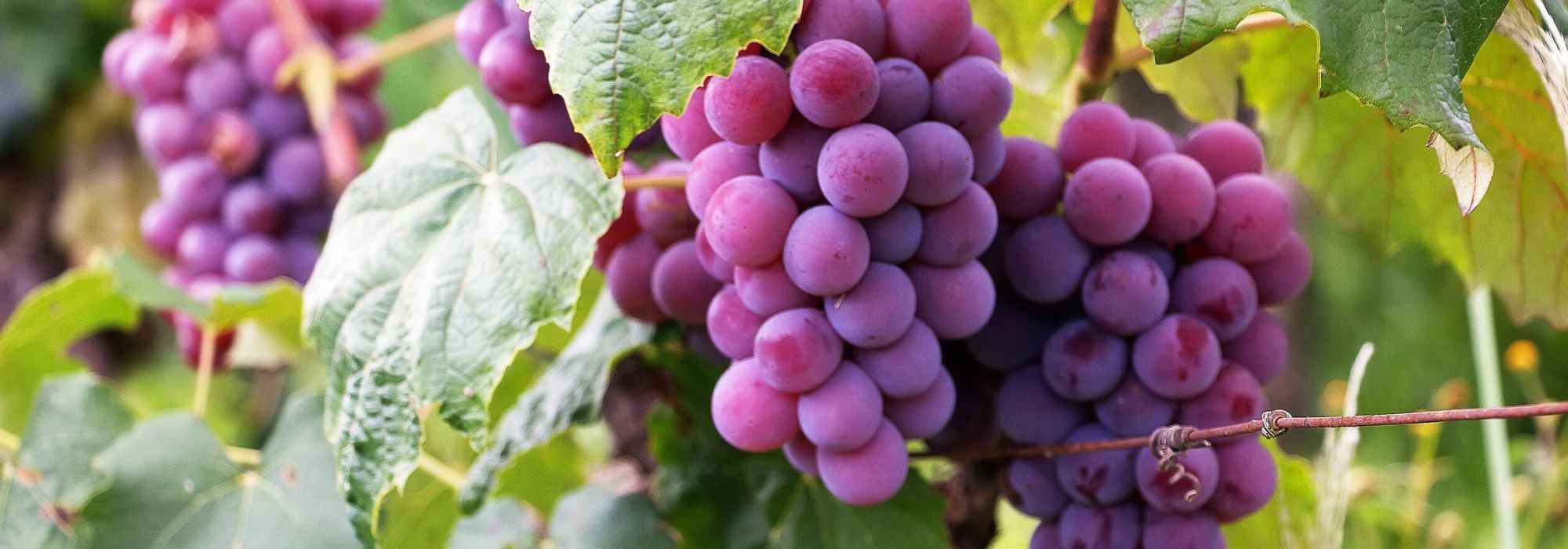 Vigne à raisin : choisir la bonne variété