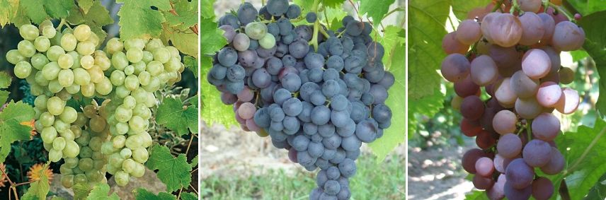 choisir la vigne à raisin