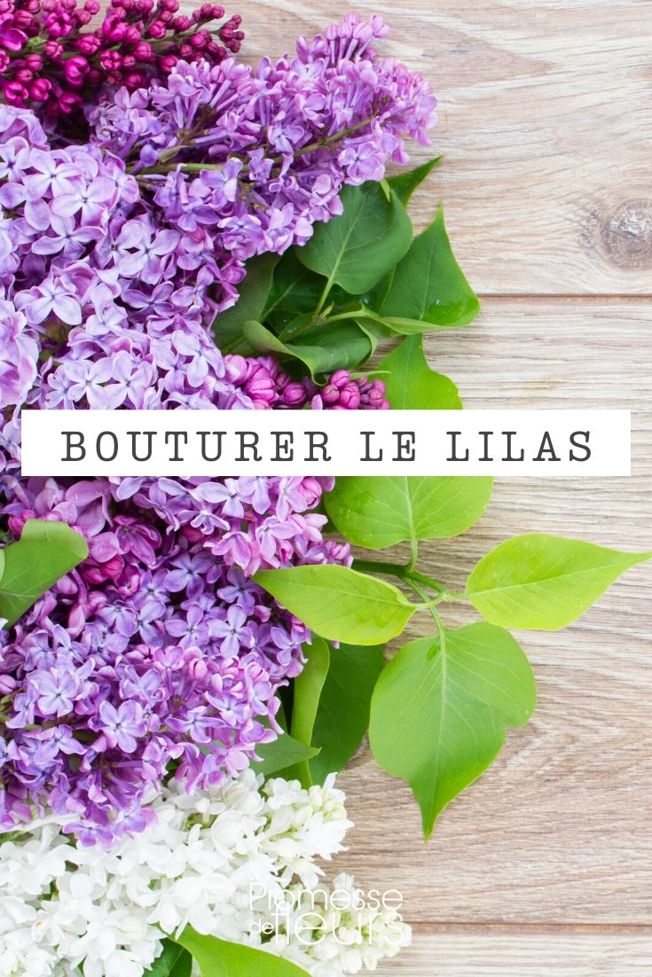 Lilas : faire des boutures