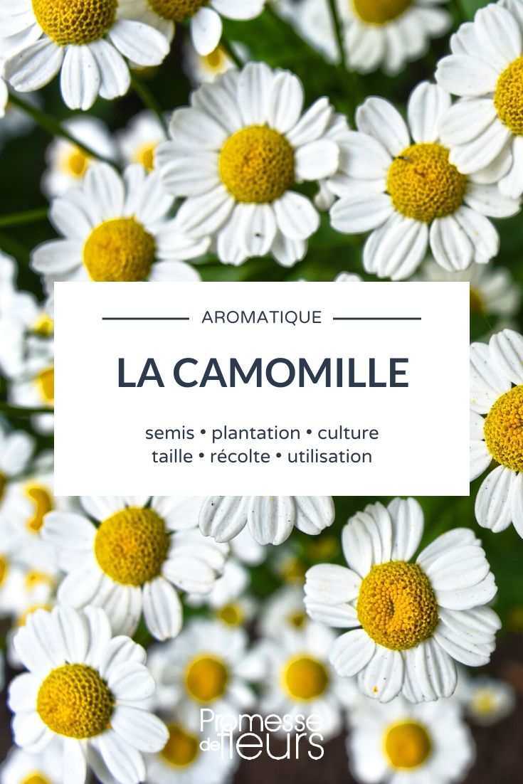 Camomille romaine, Camomille noble, Grande camomille : planter