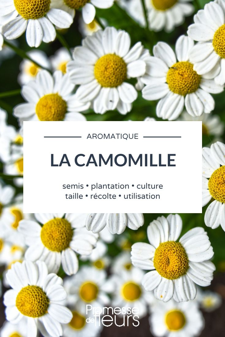 Camomille : plantation et récolte