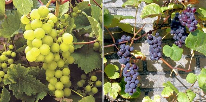 choisir la vigne à raisin
