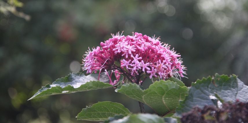 clerodendron