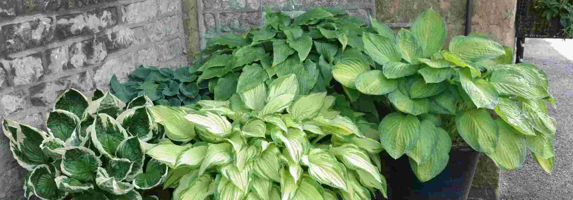 Jardinière de Balcon 2 faces Blanche