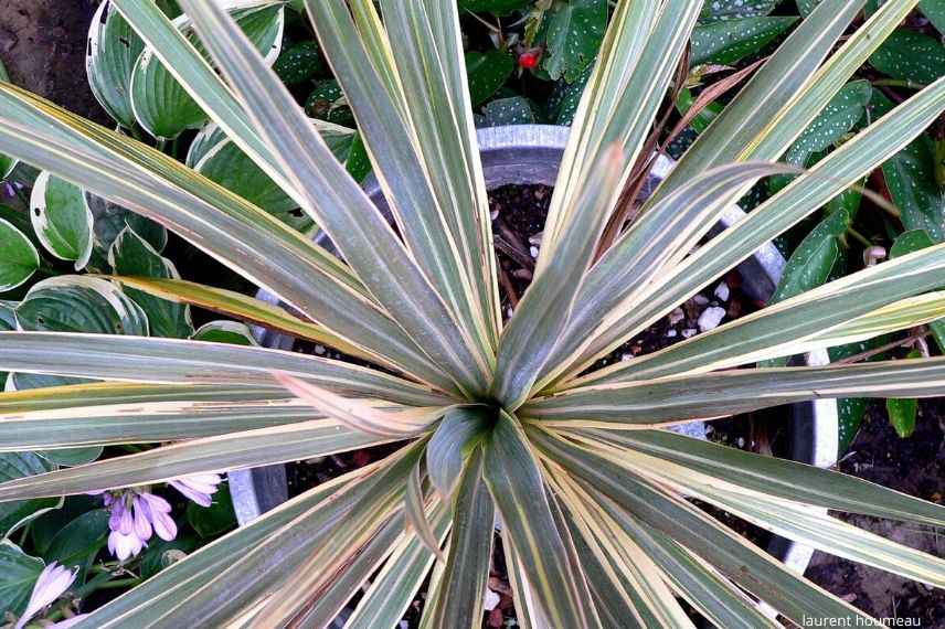 protéger la cordyline en hiver