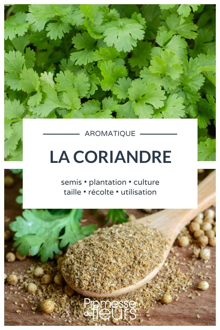 Coriandre (graine poudre) - Tisane et épices Bio