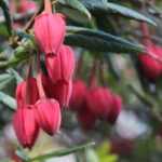 Crinodendron, Arbre aux lanternes : planter, tailler et entretenir