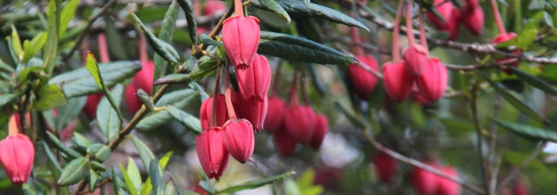 Crinodendron, Arbre aux lanternes : planter, tailler et entretenir