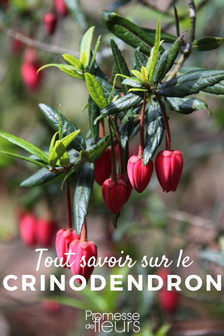 arbres aux lanternes tout savoir