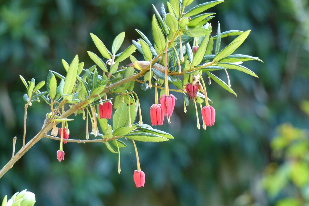 crinodendron