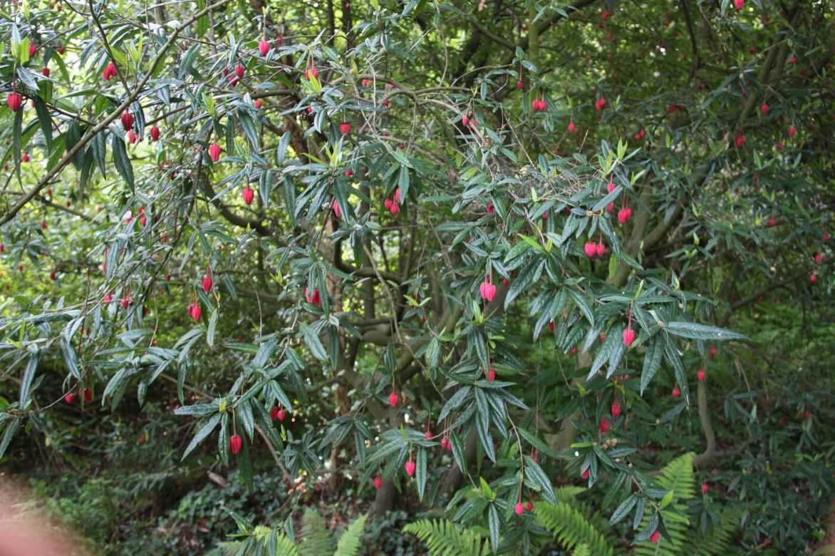 crinodendron