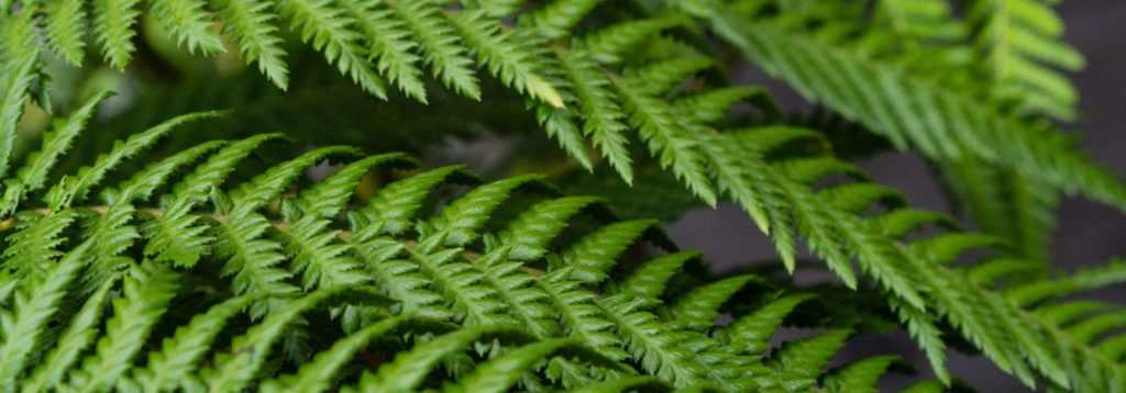 Fougère arborescente : plantation, culture, entretien