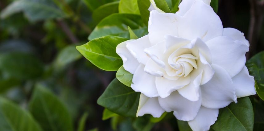 gardenia