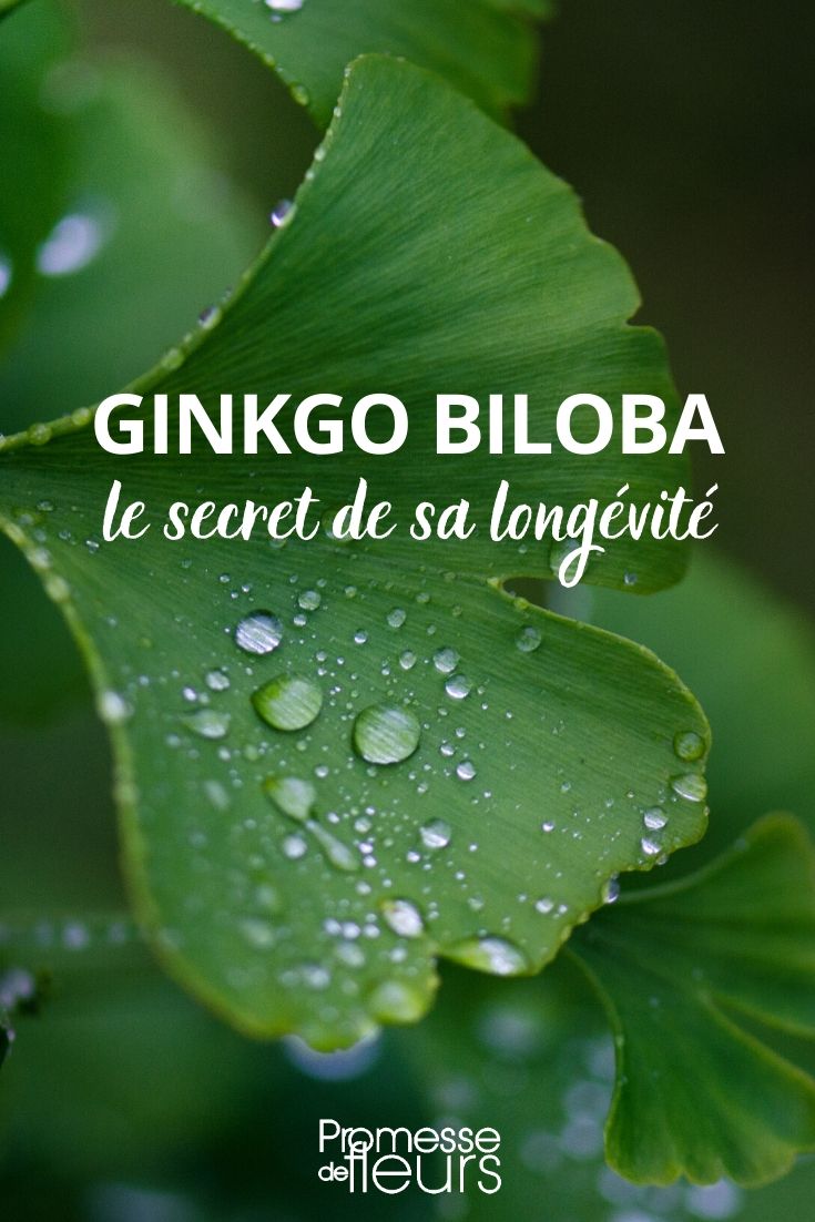 Ginkgo : les raisons de sa très longue vie