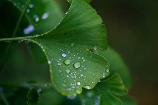 Pas d'obsolescence programmée pour le Ginkgo biloba !