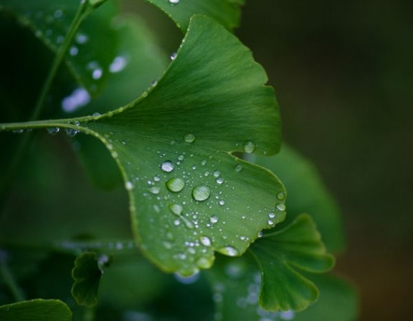 Pas d'obsolescence programmée pour le Ginkgo biloba !