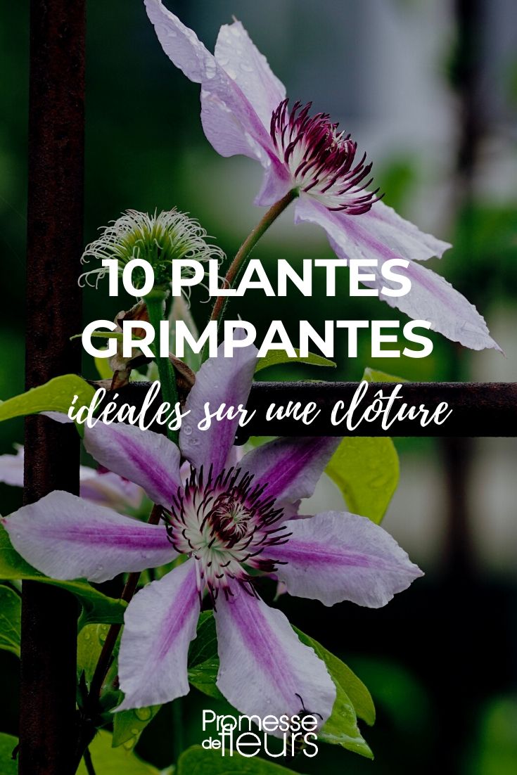 Le treillis de jardin : un support idéal pour sublimer vos plantes  grimpantes