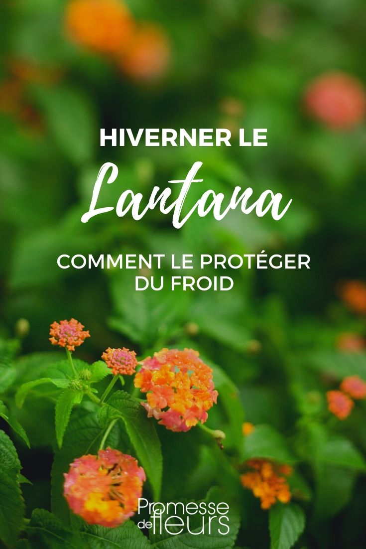 lantana : le protéger du froid en hiver