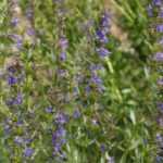 Hysope, Hyssopus officinale : semis, plantation, culture, bienfaits