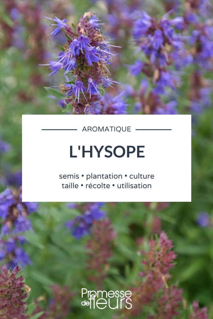 hysope officinale