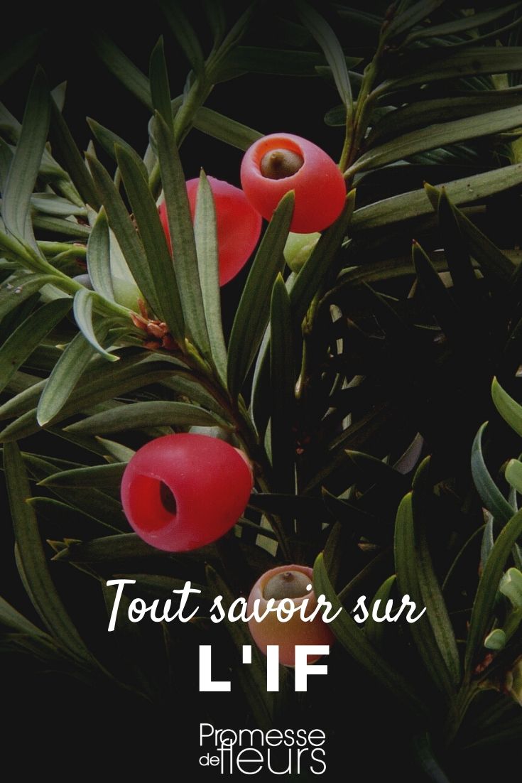 If, taxus baccata : tout savoir